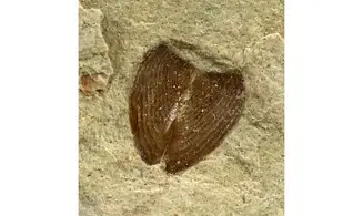 Lamellaptychus