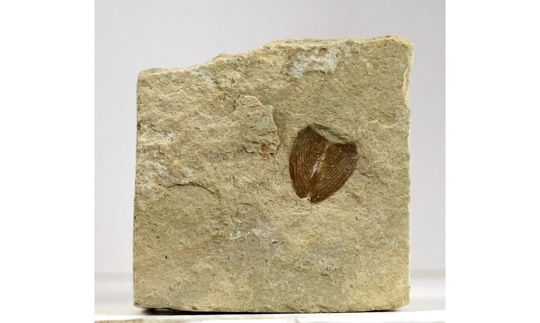 Lamellaptychus