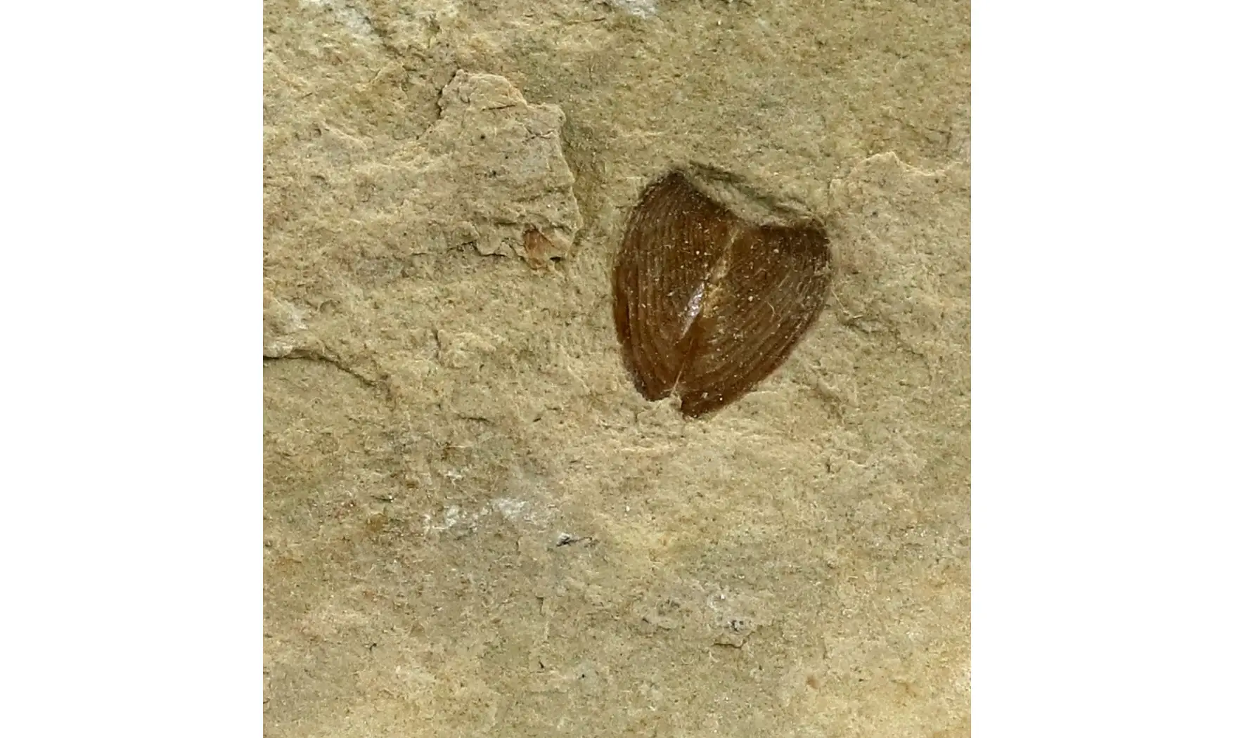 Lamellaptychus