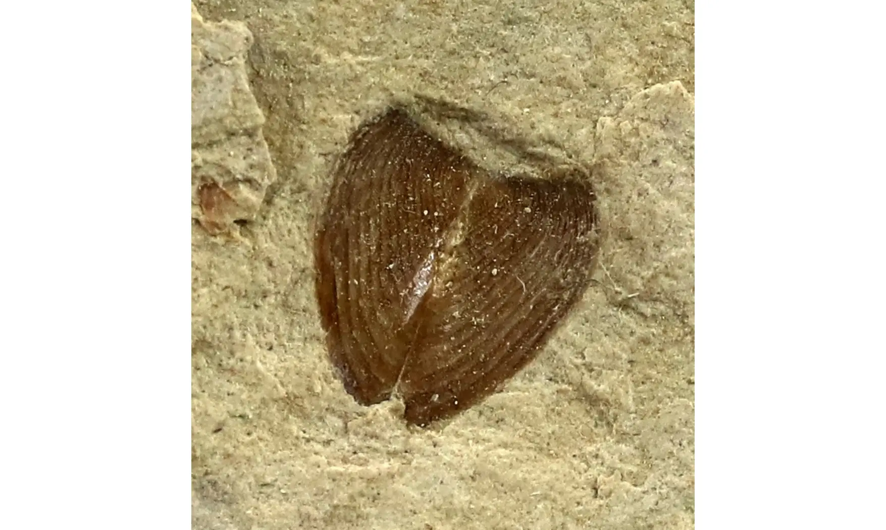 Lamellaptychus