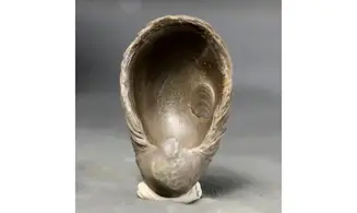 Gryphaea arcuata