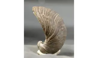 Gryphaea arcuata