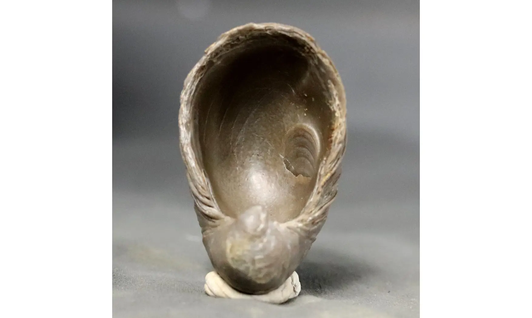 Gryphaea arcuata