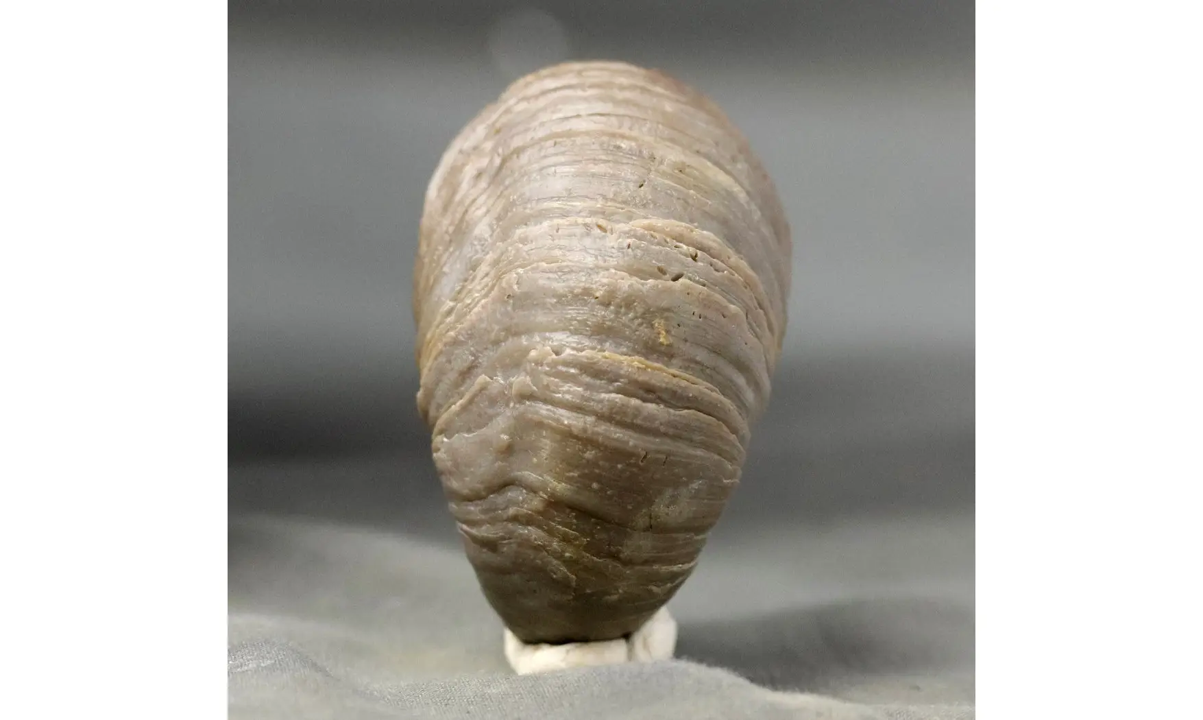 Gryphaea arcuata