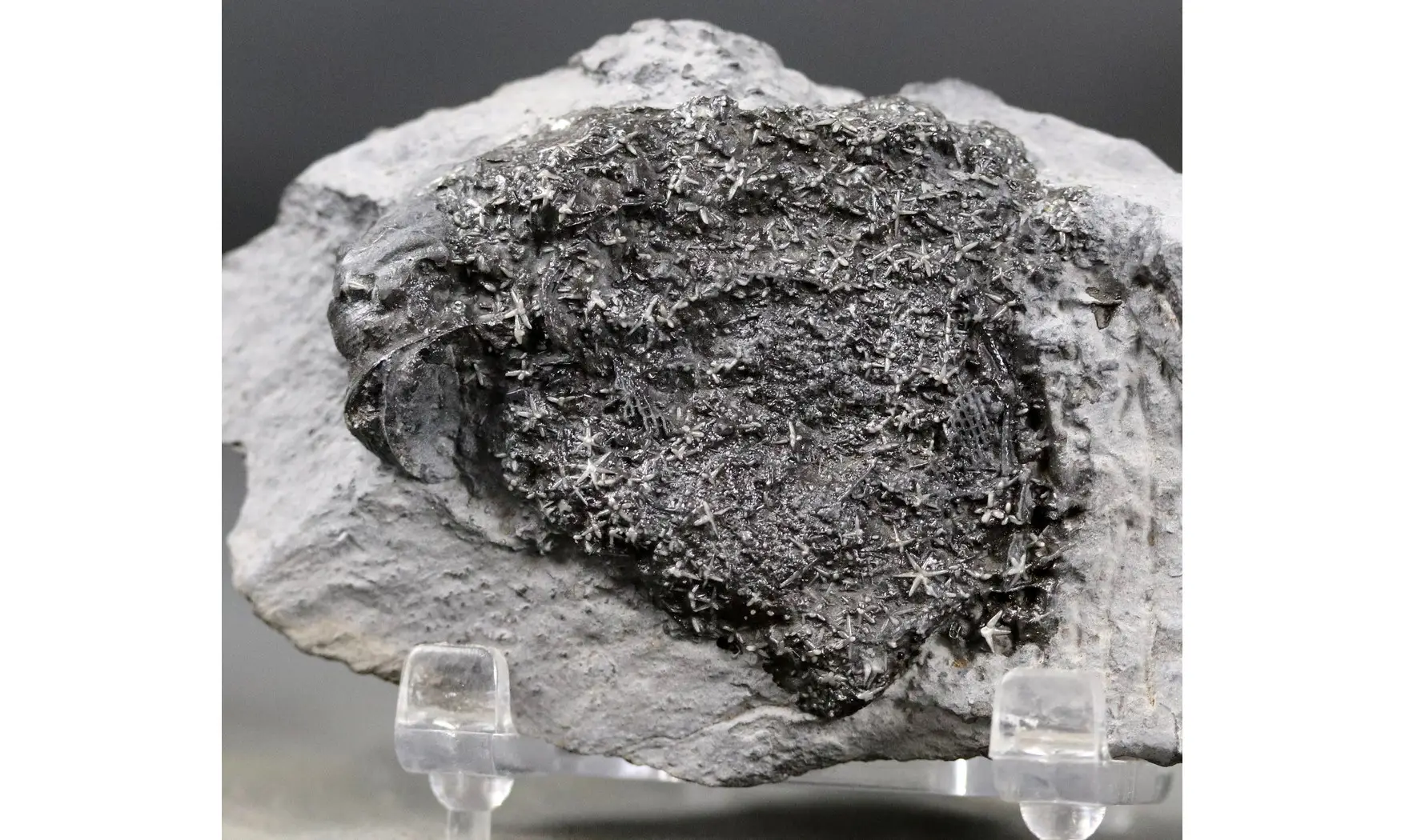 Asterospongium sp