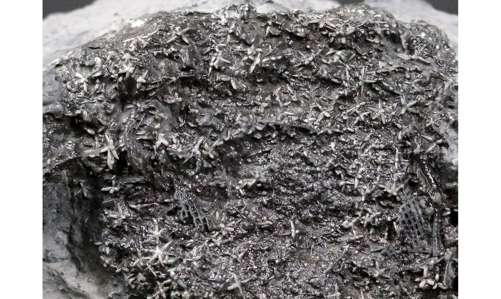 Asterospongium sp