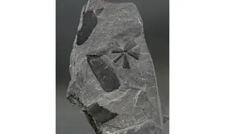 Sphenophyllum cuneifolium