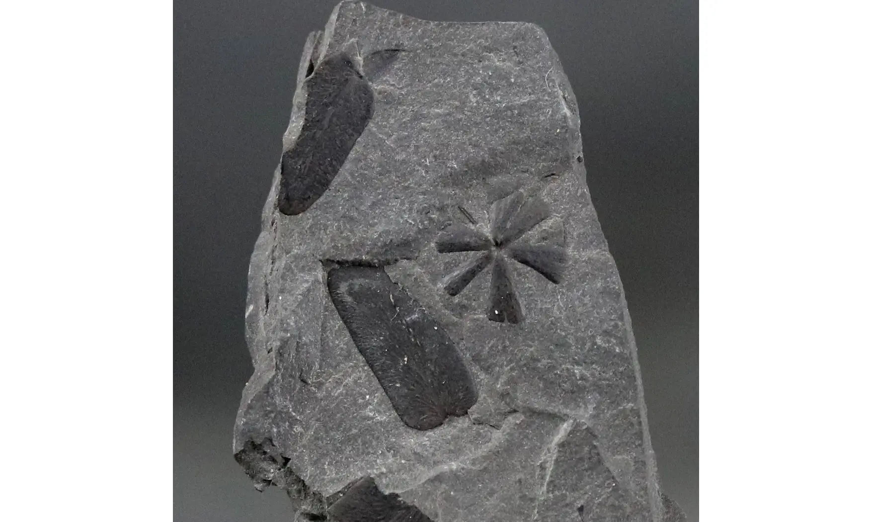 Sphenophyllum cuneifolium