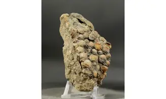 Undetermined seed Jurassic