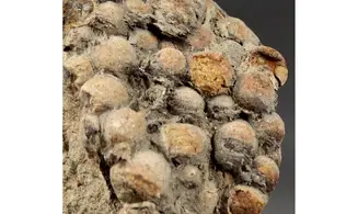 Undetermined seed Jurassic