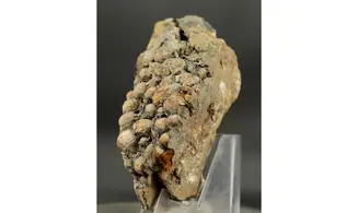 Undetermined seed Jurassic