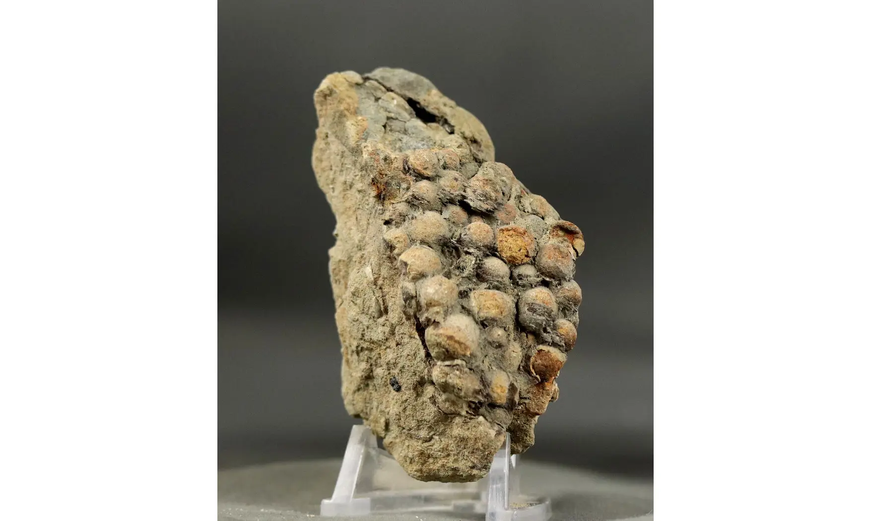 Undetermined seed Jurassic