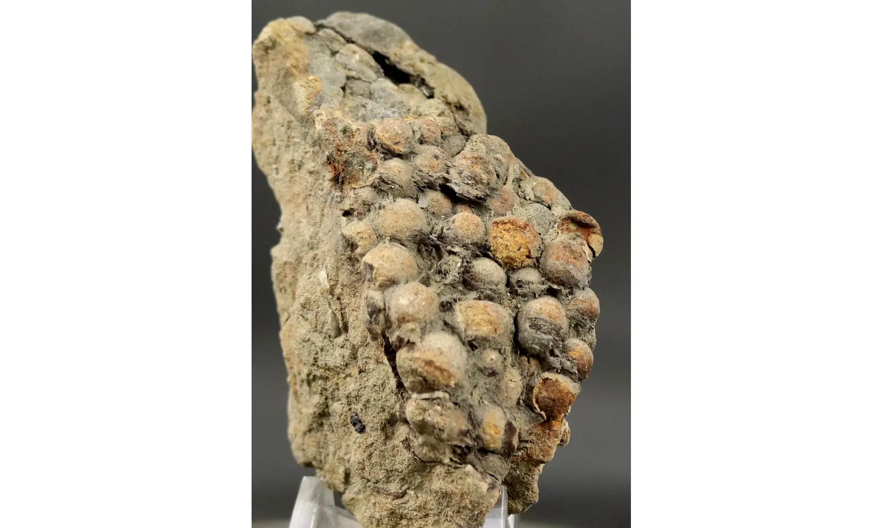 Undetermined seed Jurassic