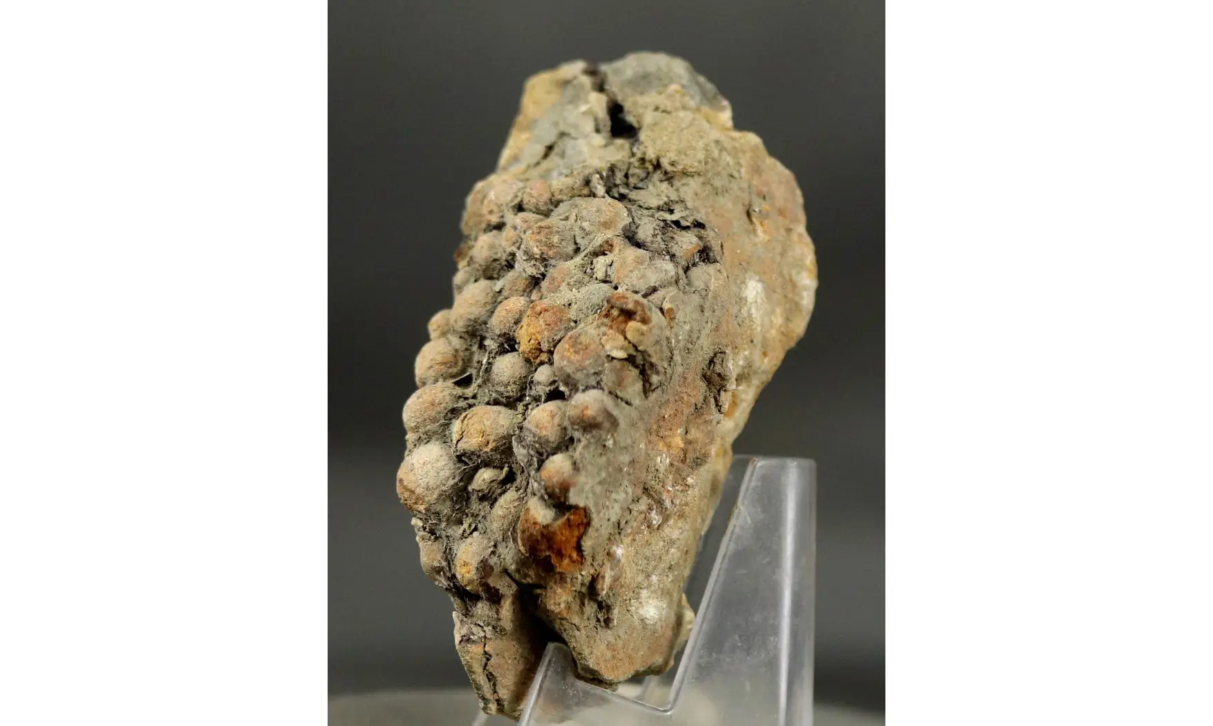 Undetermined seed Jurassic