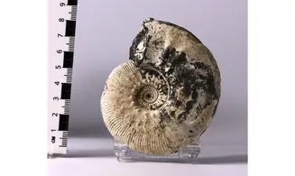 Sigaloceras calloviense