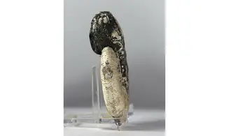 Sigaloceras calloviense