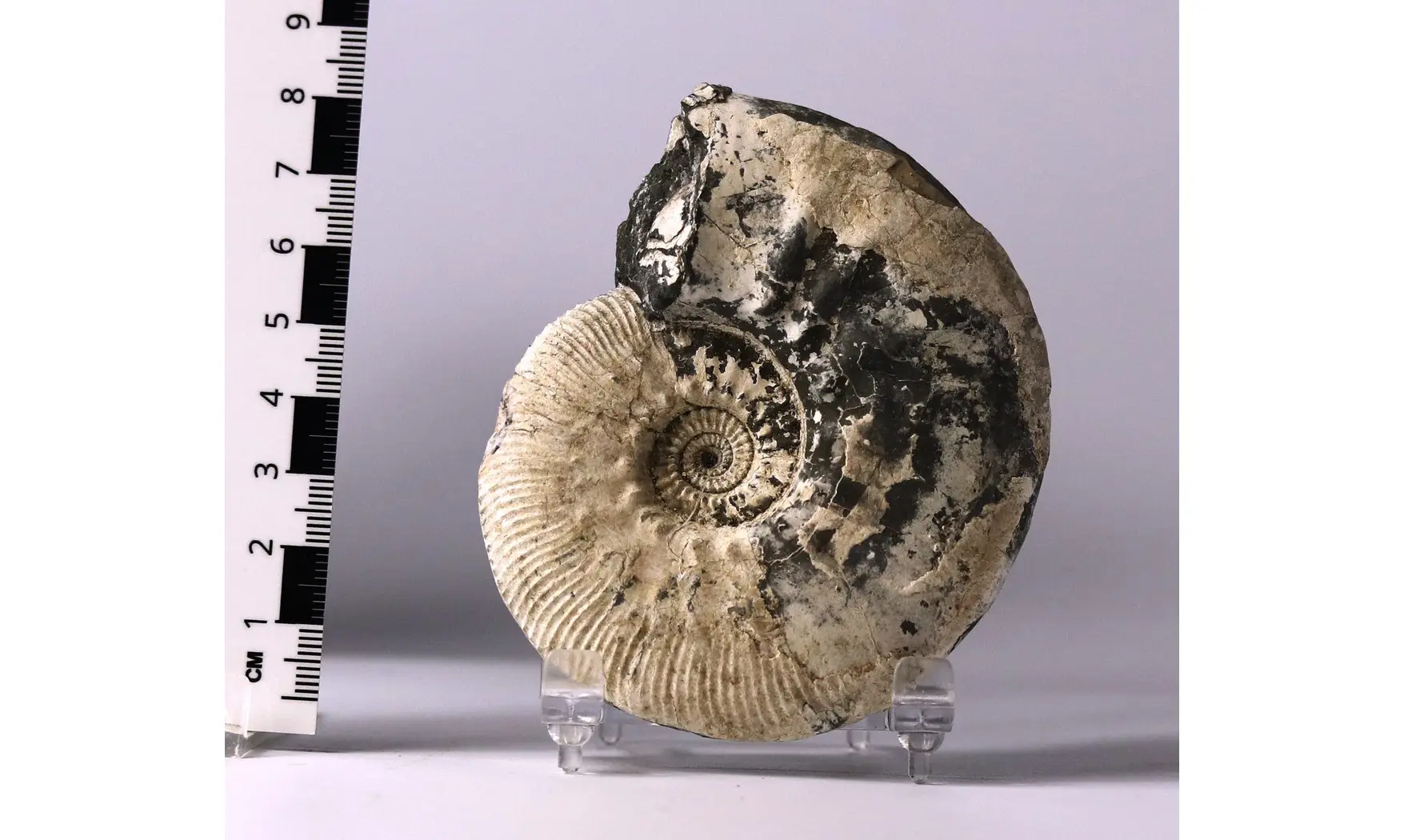 Sigaloceras calloviense