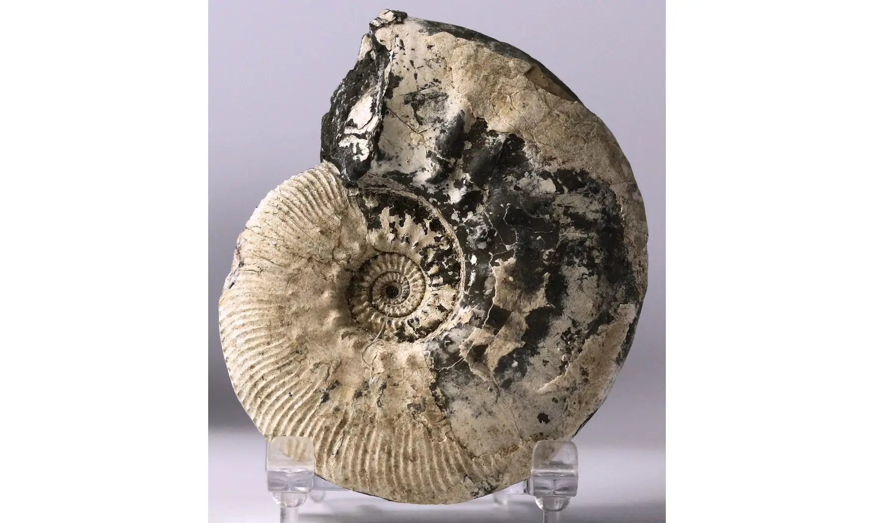 Sigaloceras calloviense