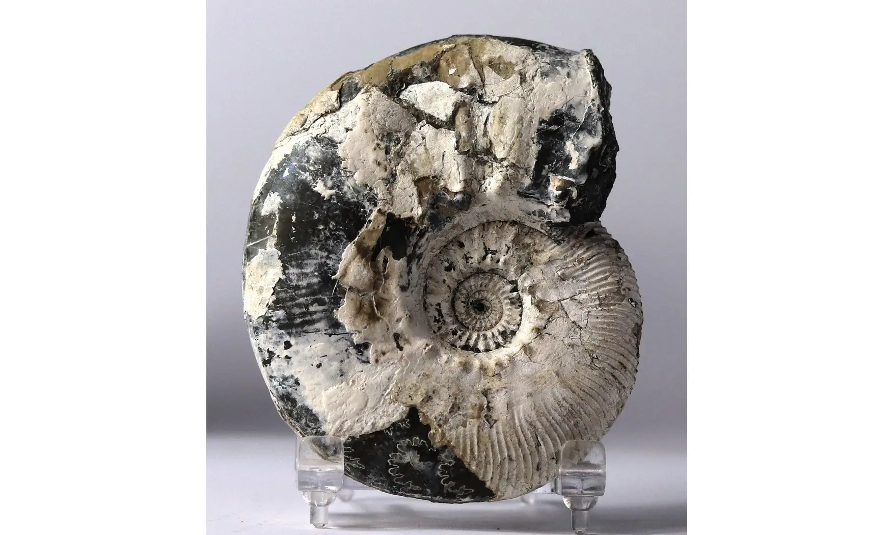 Sigaloceras calloviense