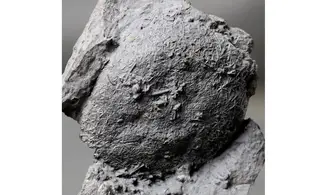 Asterospongium sp