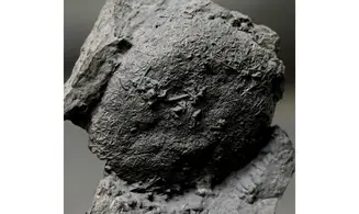 Asterospongium sp
