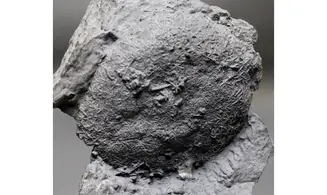 Asterospongium sp