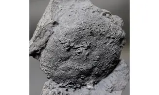 Asterospongium sp