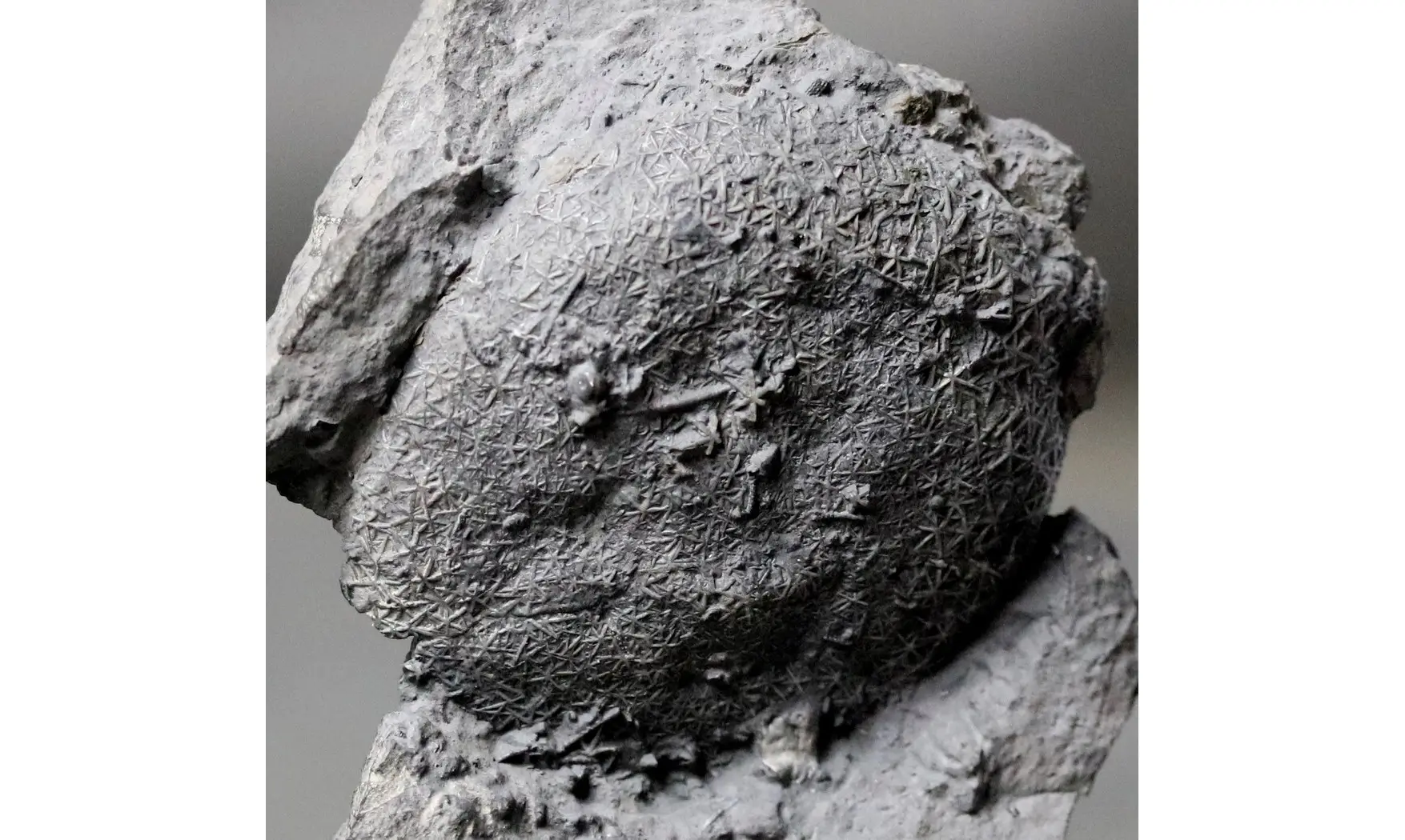 Asterospongium sp