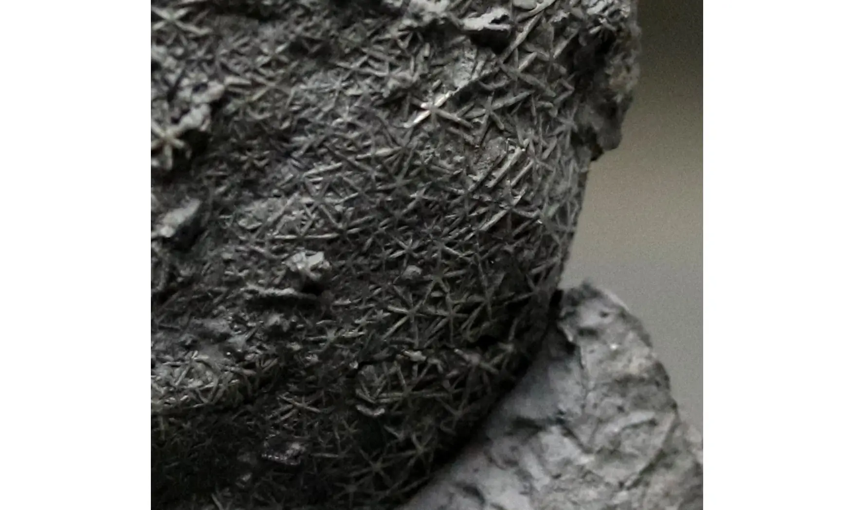 Asterospongium sp