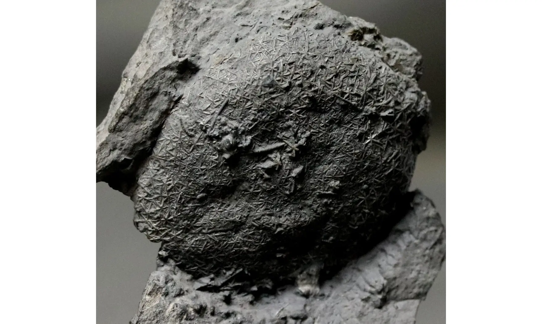 Asterospongium sp