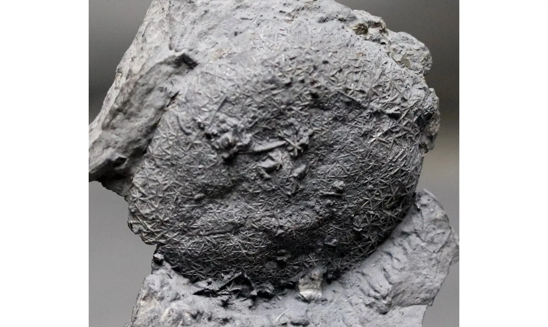 Asterospongium sp
