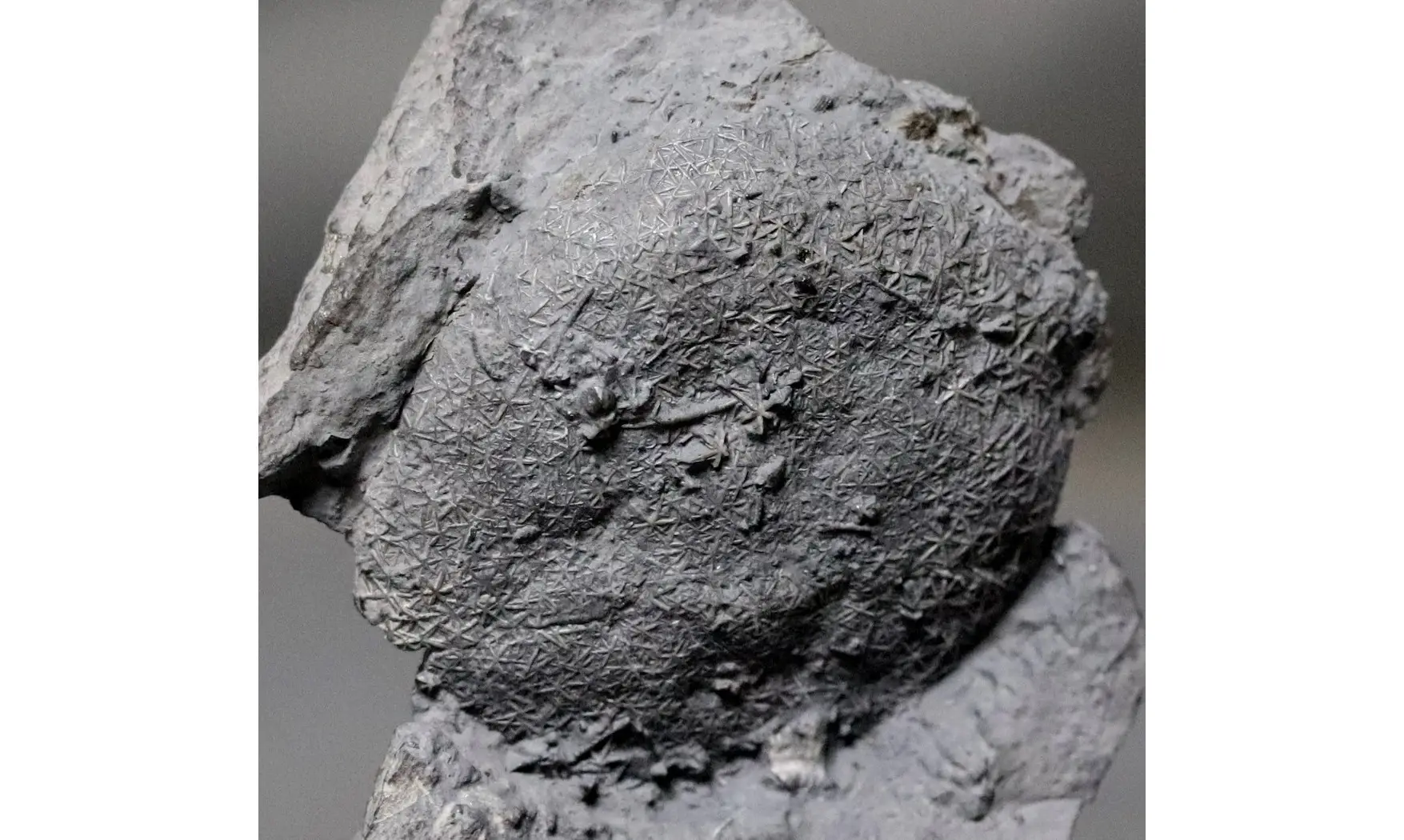 Asterospongium sp