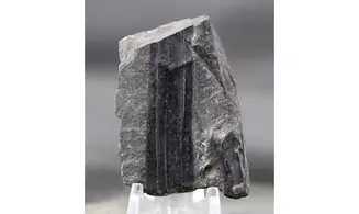 Calamites