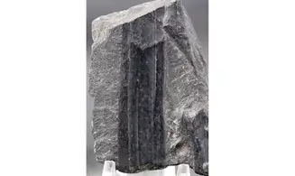 Calamites