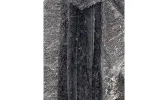 Calamites