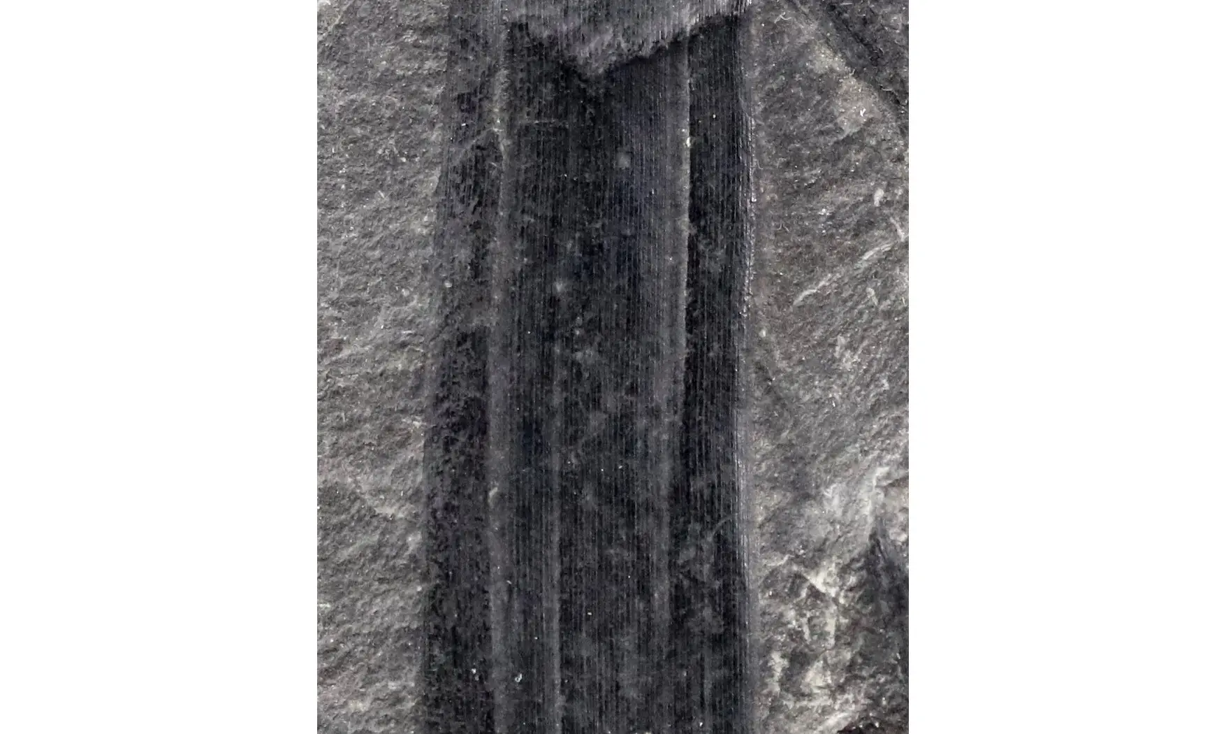 Calamites