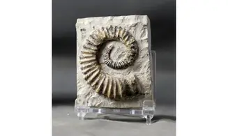 Aegocrioceras raricostatus