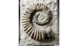 Aegocrioceras raricostatus