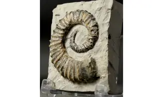 Aegocrioceras raricostatus