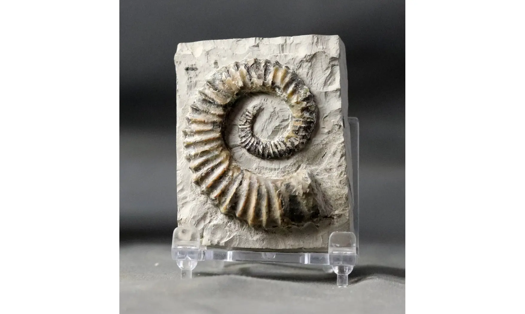 Aegocrioceras raricostatus
