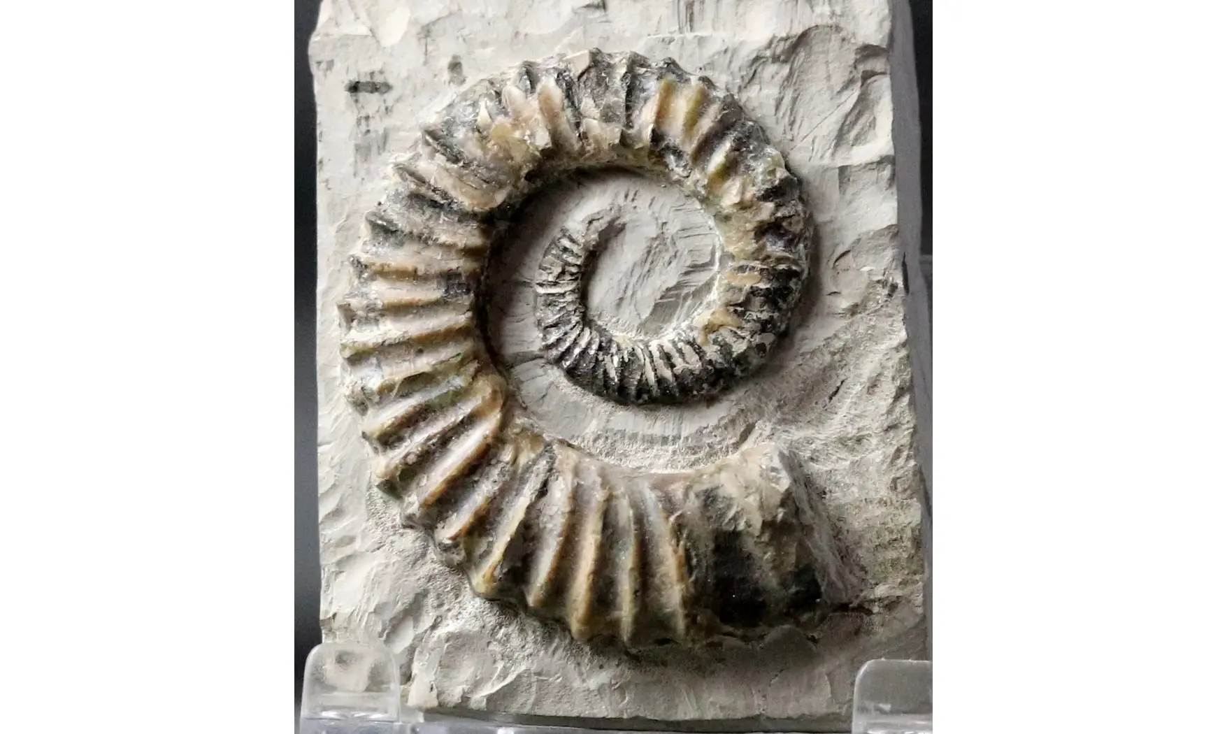 Aegocrioceras raricostatus