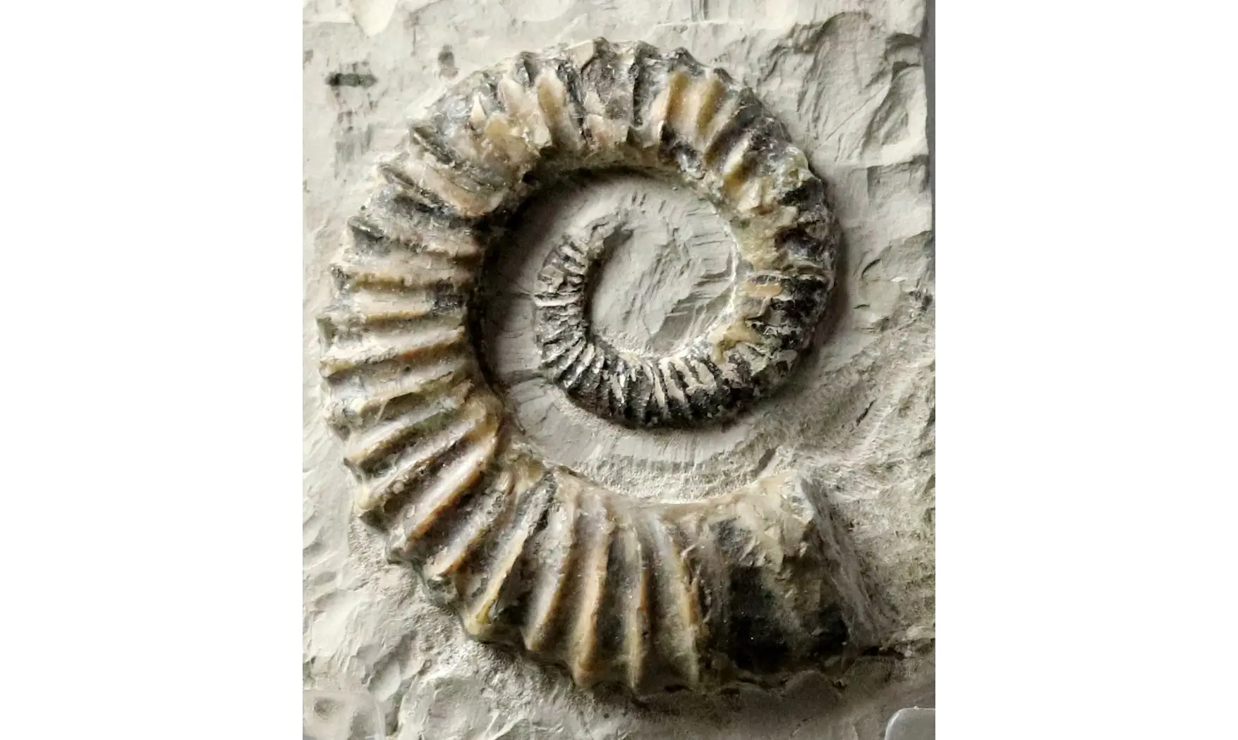 Aegocrioceras raricostatus