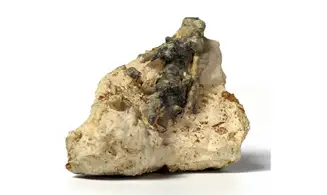 Crinoid roots