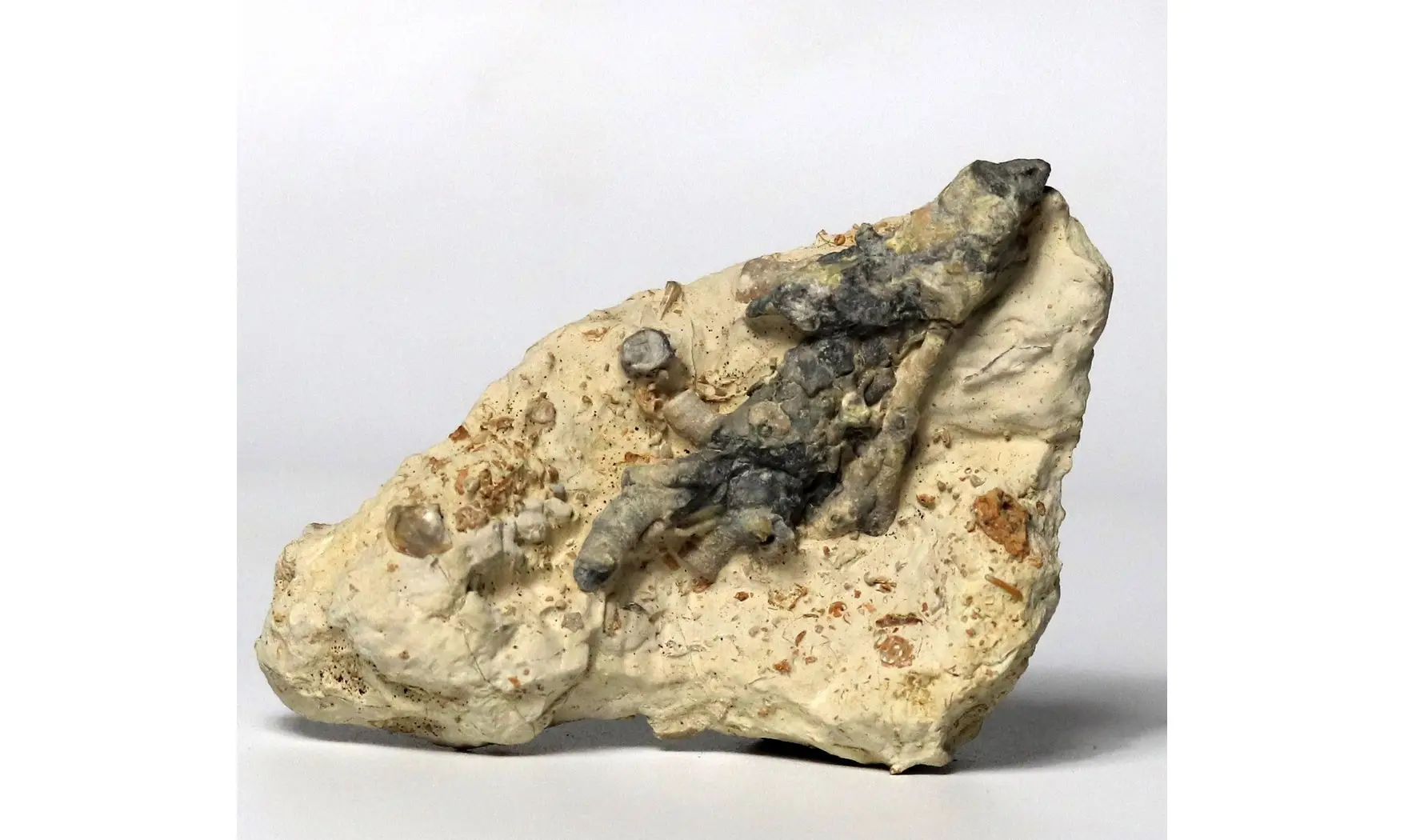 Crinoid roots