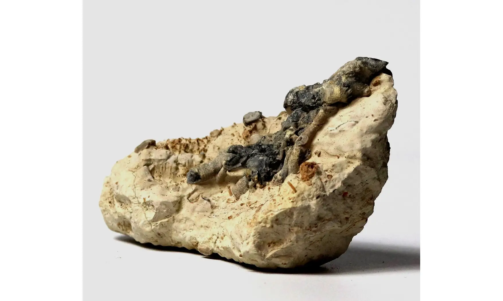 Crinoid roots