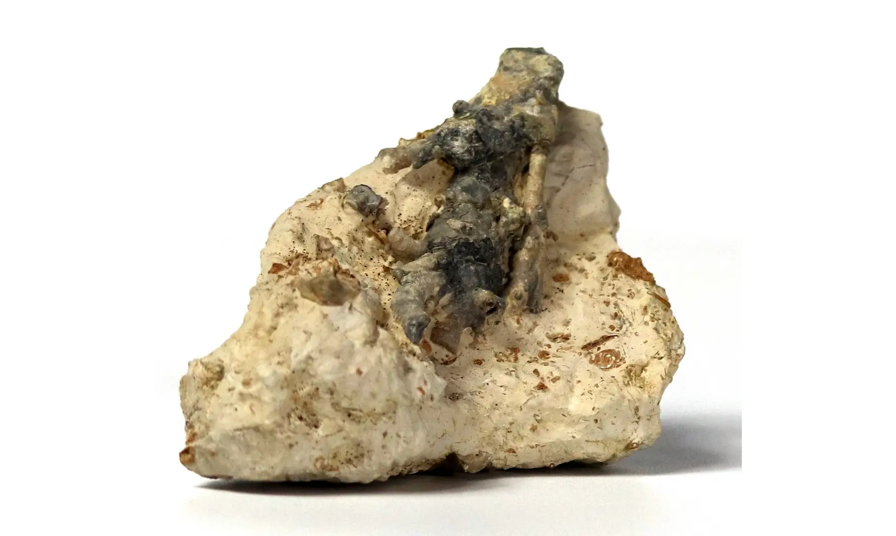 Crinoid roots