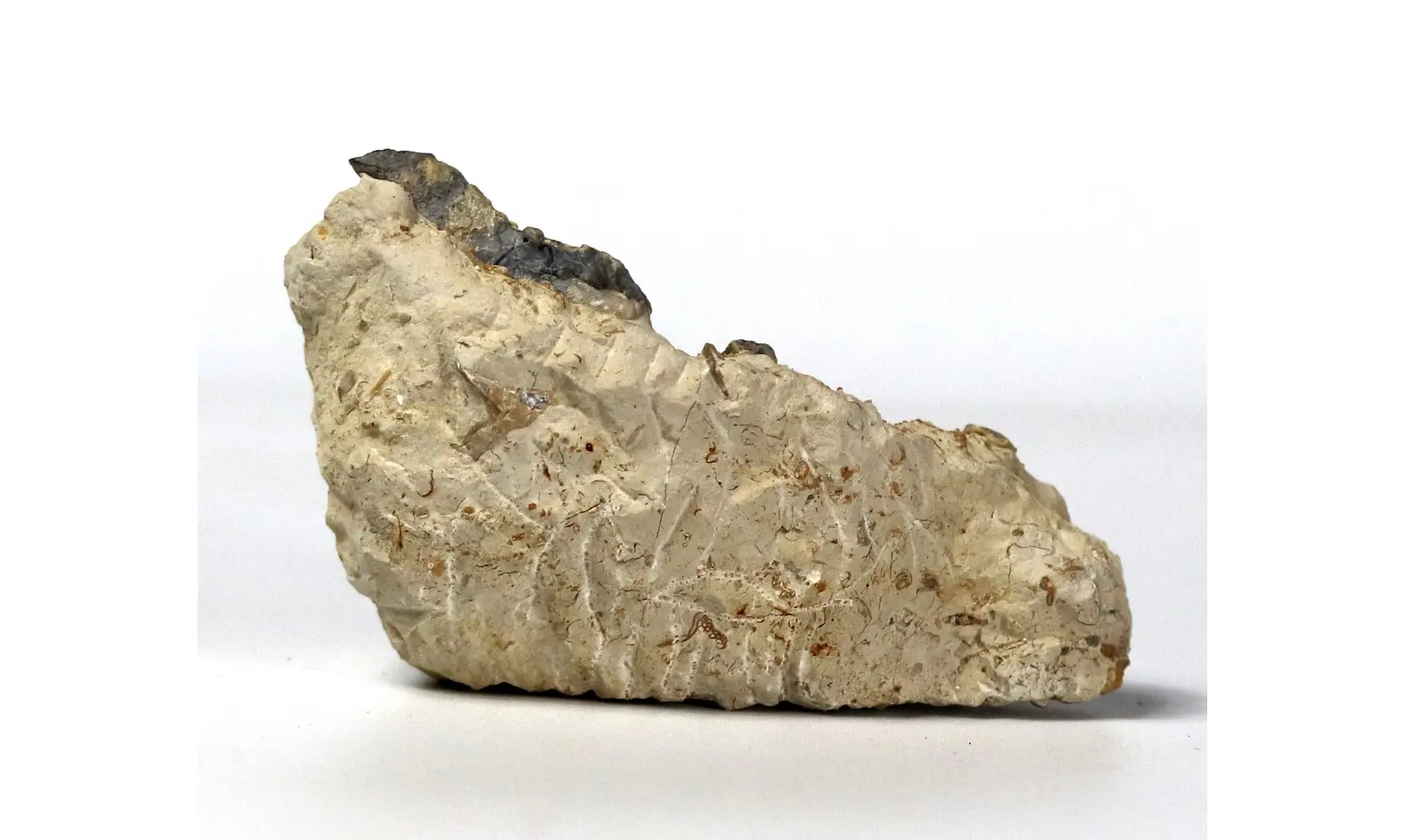 Crinoid roots