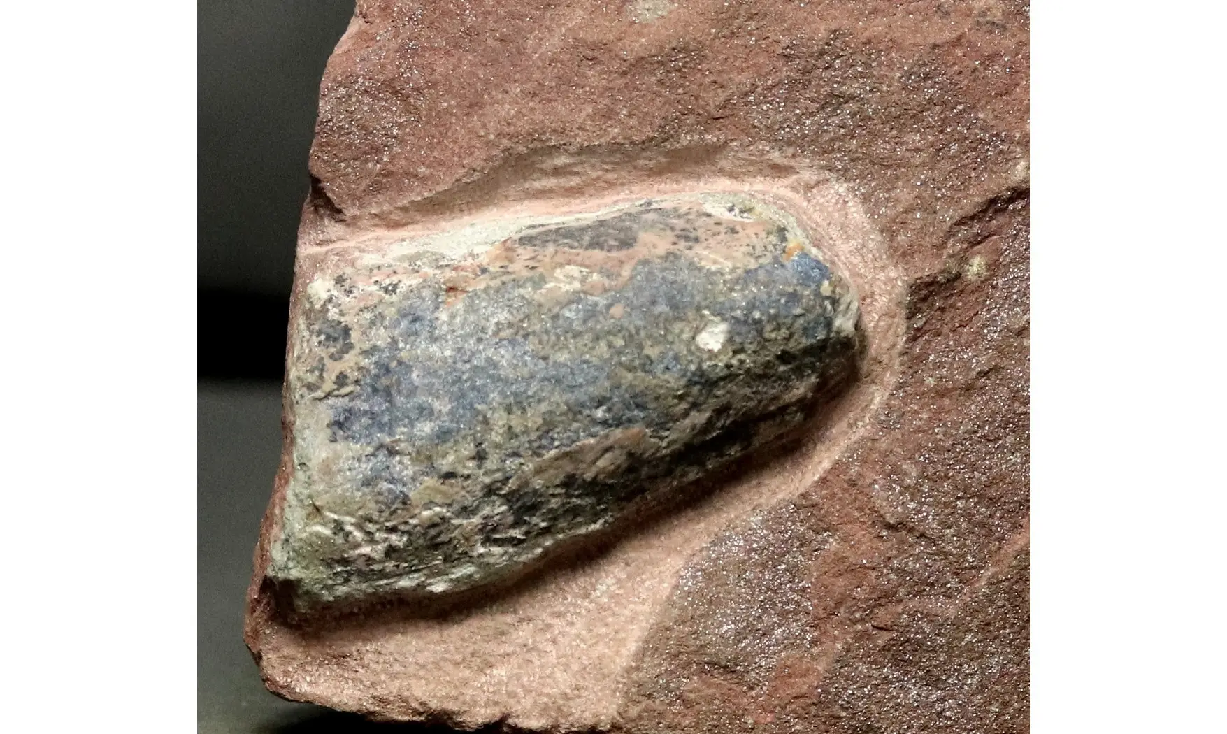 Zascinaspis sp.