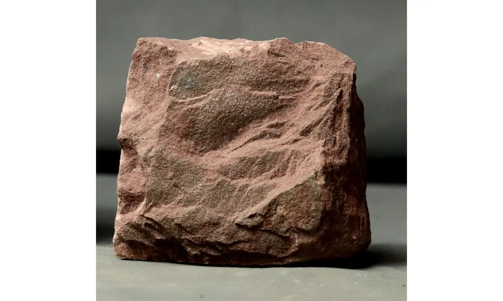 Zascinaspis sp.
