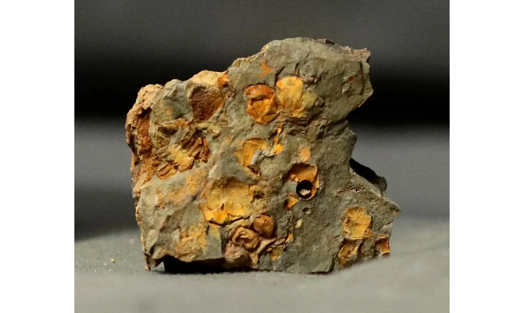 Carpoides